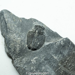 [อายุกว่า 505 ล้านปี!!!] #167 ฟอสซิล ไทรโลไบต์ Elrathia Kingi Trilobite ของแท้ ขนาดเล็ก บน Matrix จาก USA