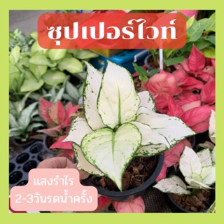 อโกลนีมา ต้นซุปเปอร์ไวท์ Super White ส่งพร้อมกระถาง6นิ้ว