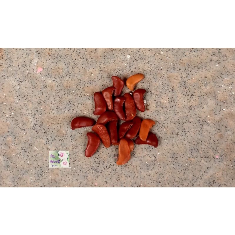 เมล็ดพันธุ์ต้นประดู่ป่า Burma Padauk ต้นประดู่ป่าเป็นต้นไม้ยืนต้น นิยมปลูกเพื่อให้ความร่มรื่น ฟอกอากาศทำให้สิ่งแวดล้อมดี