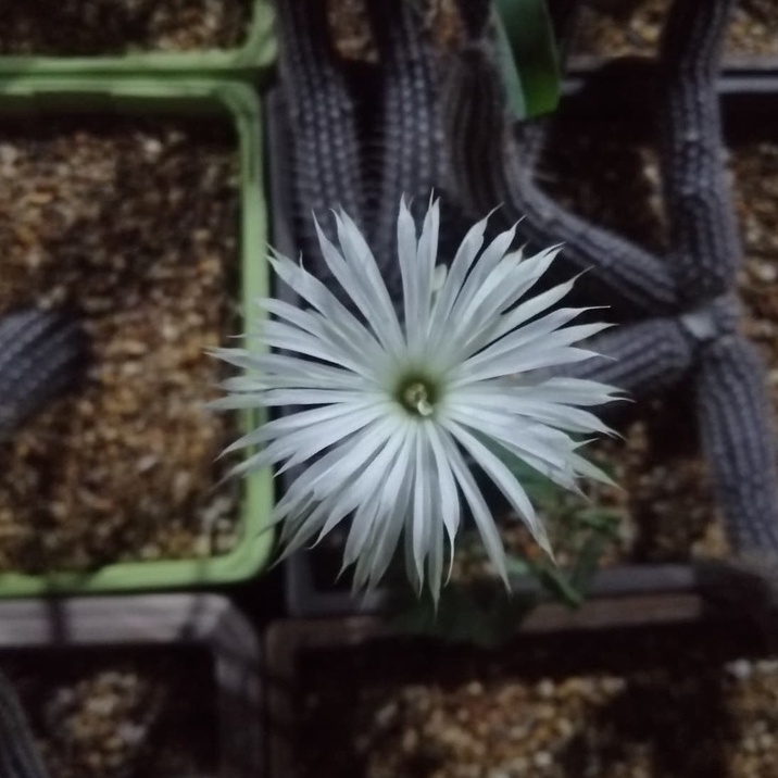 ดินสอดำ Echinopsis mirabilis ขนาด 4-9 ซม. ต้นแคคตัส ต้นกระบองเพชร (กรุณาอ่านรายละเอียดก่อนทำการสั่งซื้อครับ)