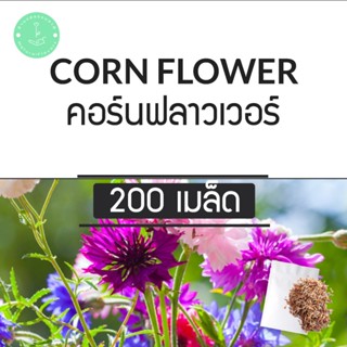 (พร้อมส่ง🌼) เมล็ดพันธุ์ คอร์นฟลาวเวอร์ คละสี 200 เมล็ด ดอกไม้ทานได้ Mixed Cornflowers พันธุ์แท้100% นำเข้าจากต่างประเทศ