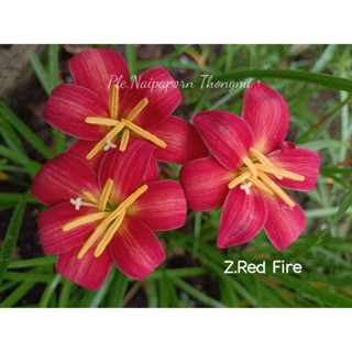 บัวดินสีแดง Z.Red Fire ติดฝักทุกดอก หัวละ20บาท