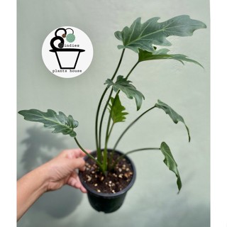 ซานาดู Philodendron Xanadu