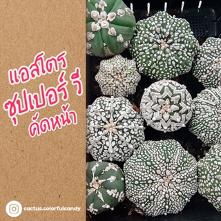 แอสโตรไฟตัม ซุปเปอร์ วี คาบูโตะ Astrophytum Asterias Super Kabuto กระบองเพรช ไซซ์แม่พันธุ์