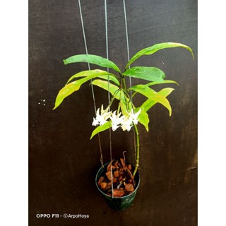 hoya multiflora javanica มีช่อดอก