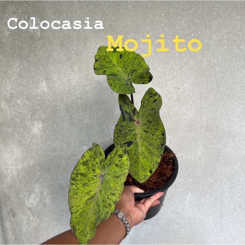 Colocasia Mojito โมจิโต้ ต้นใหญ่ลายสวยๆ เลือกต้นได้