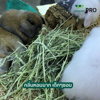 CatHoliday ไวล์ดลอฟ หญ้าทีโมธี อัลฟาฟ่า ซุปเปอร์พรีเมี่ยม Wildloft Premium Timothy Alfalfa ร่อนฝุ่น 1 กก.