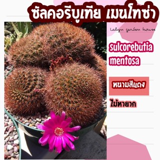 🔆🔴ไม้สะสม ซัลคอลรีบูเทีย เมนโทซ่า (sulcorebutia mentosa) หนามสีแดง ดอกสีชมพูบานเย็น 💓 พอโตเต็มที่สามารถแตกหน่อได้ค่ะ 🔴🔆