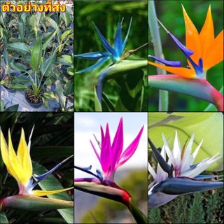 (1ต้น) มี5สีให้เลือก ต้น ดอก เบิร์ดออฟพาราไดซ์ เบิร์ด bird of paradise เฮลิโคเนีย heliconia  ปักษาสวรรค์ เบิร์ด Orif