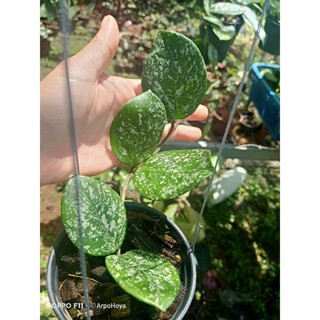 hoya carnosa freckles splash