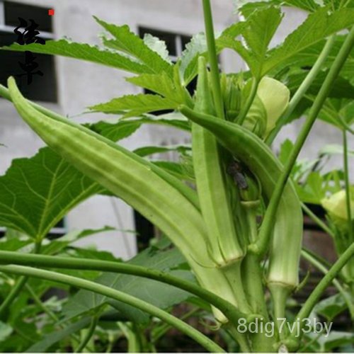 [20ชิ้น] bendi SEED สีเหลือง /lady Finger okra seed/stol/В 6KRB