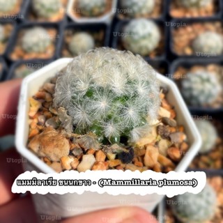 แมมมิลาเรีย ขนนกขาว - (Mammillaria plumosa) แคคตัส กระบองเพชร/// Utopia.cactus