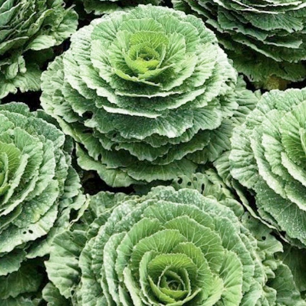 ปูเล่กินใบ กุหลาบ📌ถูกที่สุด10บ.📌เมล็ดพันธุ์ปูเล่กินใบ5-30เมล็ด🌱ปลูกครั้งเดียวอยู่ได้10 ปี🍀ตัดใบได้ตลอด🌱ปลูกประดับได้