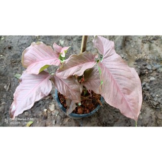 เงินไหลมาด่างชมพู Syngonium podophyiium pink splash