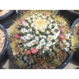 💥แมมเข็มทองไซส์แม่พันธุ์💥 mammillaria nivosa ขนาด 10-12 ซม.ต้นกระบองเพชร(กรุณาอ่านรายละเอียดก่อนทำการสั่งซื้อครับ)