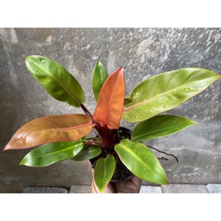 ฟิโลเดนดรอนปริ้นออเรนต์Philodendron Prince orange กระถาง 4นิ้ว