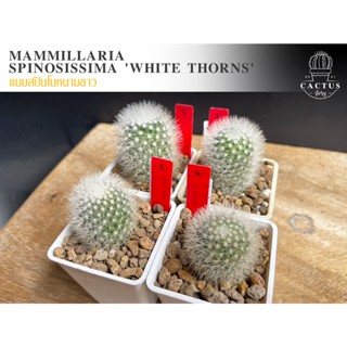 Mammillaria spinosissima White thorns (อัพเดท 01/02/2023)