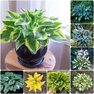 บอนสี 50 เมล็ด Hosta Plantaginea plants Seeds เมล็ดบอนสี บอนสีหายาก เมล็ดดอกไม้ บอนสีสวยๆ หัวบอนสีชายชล ไม้ประดับ