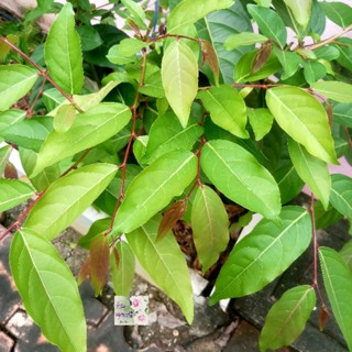 กิ่งตอนต้นมันปูแดง Glochidion wallichianum cutting เป็นผักพื้นบ้านและผักสมุนไพร มีรสฝาดมัน มีประโยขน์์ ทานเป็นผักเคียง