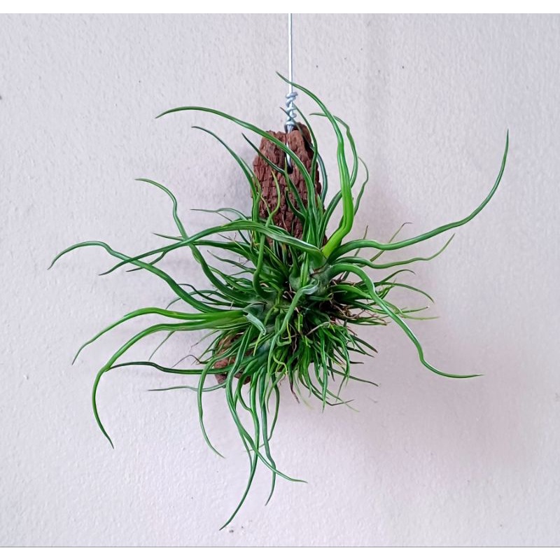 Tillandsia bulbosa ติดตอไม้