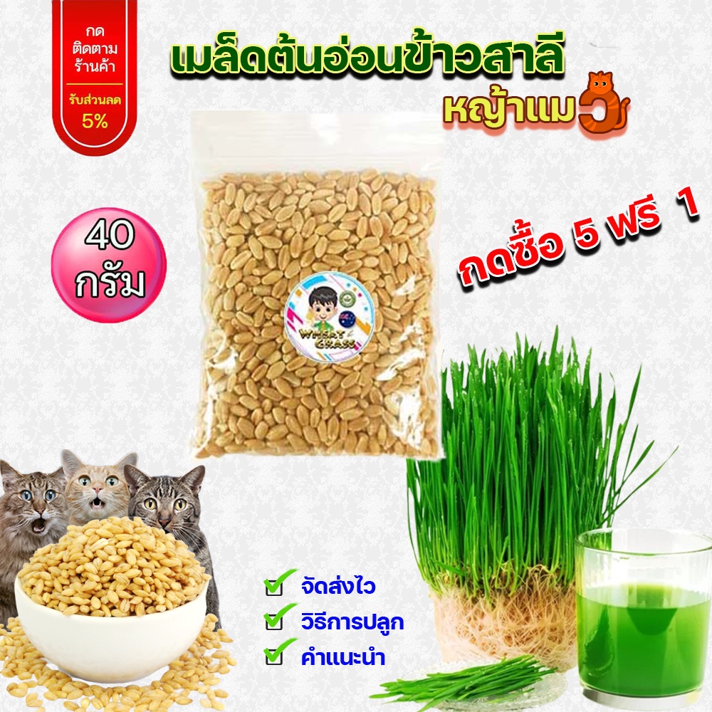 เมล็ดข้าวสาลี ขนาด 40 กรัม​  ซื้อ​ 5 ถุง​ แถม 1 จร้า  เกรดนำเข้า หญ้าแมว อัตราการงอกสูง เมล็ดต้นอ่อนข้าวสาลี Aus Wheat