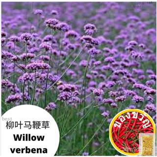 Willow Verbena Willow Leaf Verbena เมล็ดดอกไม้สวนดอกไม้เมล็ดพันธุ์ดอกไม้เมล็ด Petunia Garden apple/piec LZYF