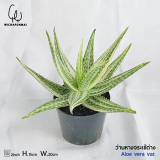 Aloe - ว่านหางจระเข้ด่าง (Aloe vera variegated)