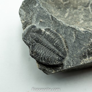 [อายุกว่า 505 ล้านปี!!!] #154 ฟอสซิล ไทรโลไบต์ Elrathia Kingi Trilobite ของแท้ ขนาดเล็ก บน Matrix จาก USA