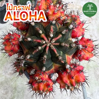 กระบองเพชร แคคตัสไม้กราฟ โคลน ALOHA (อโลฮา) ขนาดแม่พันธุ์ สามารถชำหน่อได้