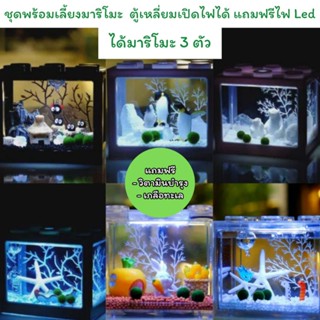 ชุดพร้อมเลี้ยงมาริโมะแท้ 💯%  marimo ได้ของครบชุด แถมฟรีวิตามินบำรุงและเกลือทะเล ส่งของทุกวันได้ของไว☑️🚛