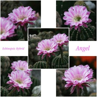 Echinopsis Hybrid Angel อิชินอปซิส ไฮบริด พิงค์แองเจิ้ล หน่อเด็ดสด ขนาด 2 เซนติเมตรขึ้นไป จำนวน 3 หน่อ