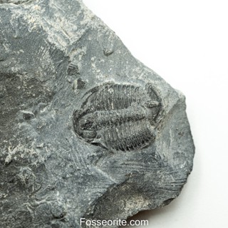 [อายุกว่า 505 ล้านปี!!!] #212 ฟอสซิล ไทรโลไบต์ Elrathia Kingi Trilobite ของแท้ ขนาดเล็ก บน Matrix จาก USA