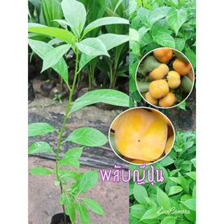 ต้นพลับญี่ปุ่นรสหวาน🍊สูง40-50ซม. รับประกันสินค้าชำรุดเคลมฟรี