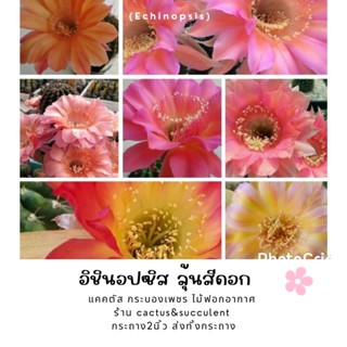 (โล๊ะ)6ต้น39บาทกระบองเพชร​Cactus Echinopsis Hybridอิชินอป ลุ้นสีดอก ขนาด 2ซม.-3ซม.(ถอดกระถาง)🌵ร้าน ชอบCactus&amp;Succulent🌵