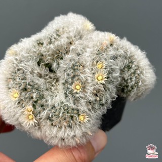 แมมขนแกะคริส Mammillaria albicoma cristata ไม้อวบน้ำ กุหลาบหิน cactus&amp;succulentหลากหลายสายพันธุ์