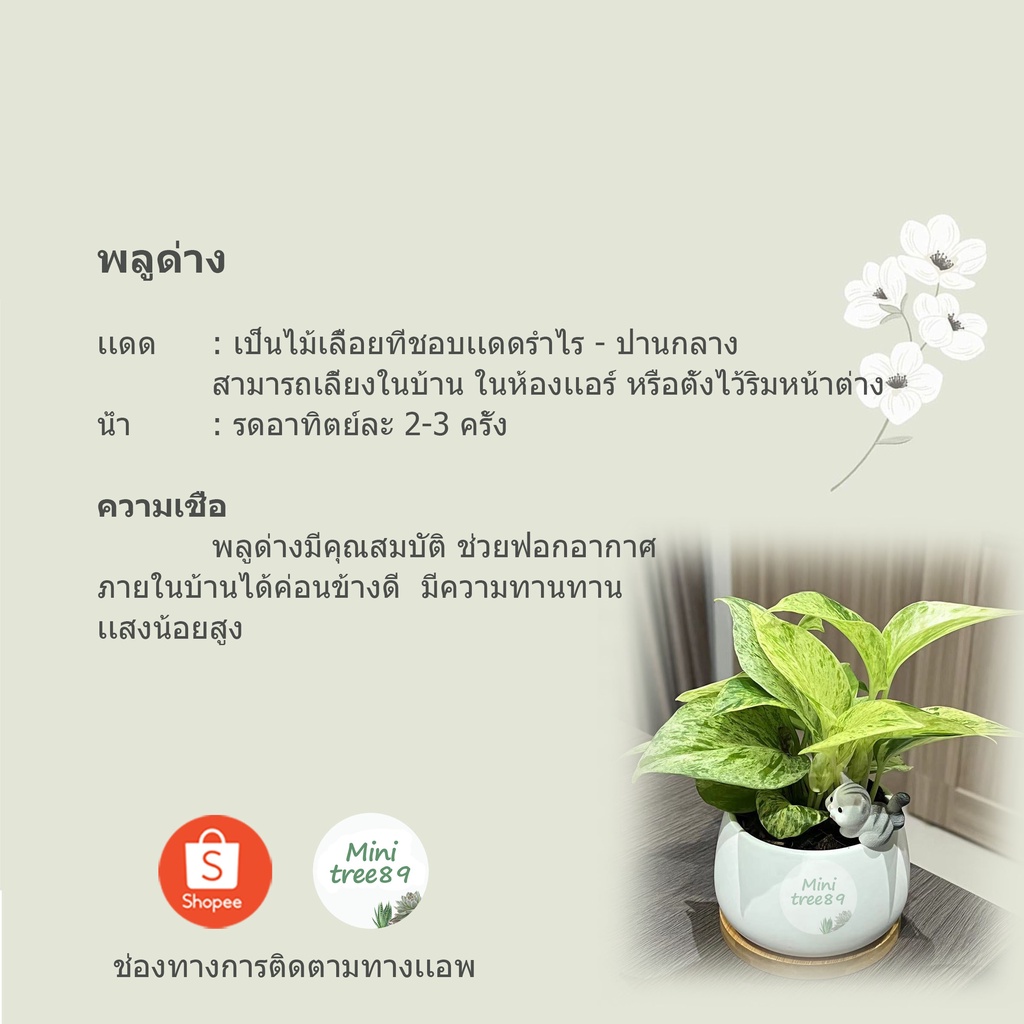 ต้นพลูด่างงาช้าง พลูด่างงาช้าง + กระถาง3.5″ + ถาดรองไม้ + ตุ๊กตาตกแต่ง + เม็ดดินเผาตกแต่ง Minitree89