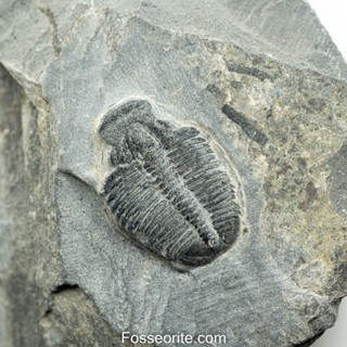 [อายุกว่า 505 ล้านปี!!!] #224 ฟอสซิล ไทรโลไบต์ Elrathia Kingi Trilobite ของแท้ ขนาดเล็ก บน Matrix จาก USA