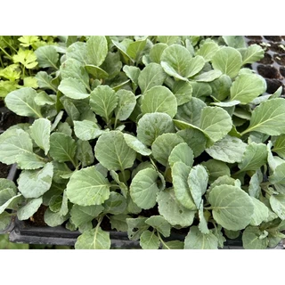 เมล็ดพันธุ์กะหล่ำ ทรอปิคซัน พลัส (Tropic Sun Plus) ขนาด 25 กรัม ลอตใหม่
