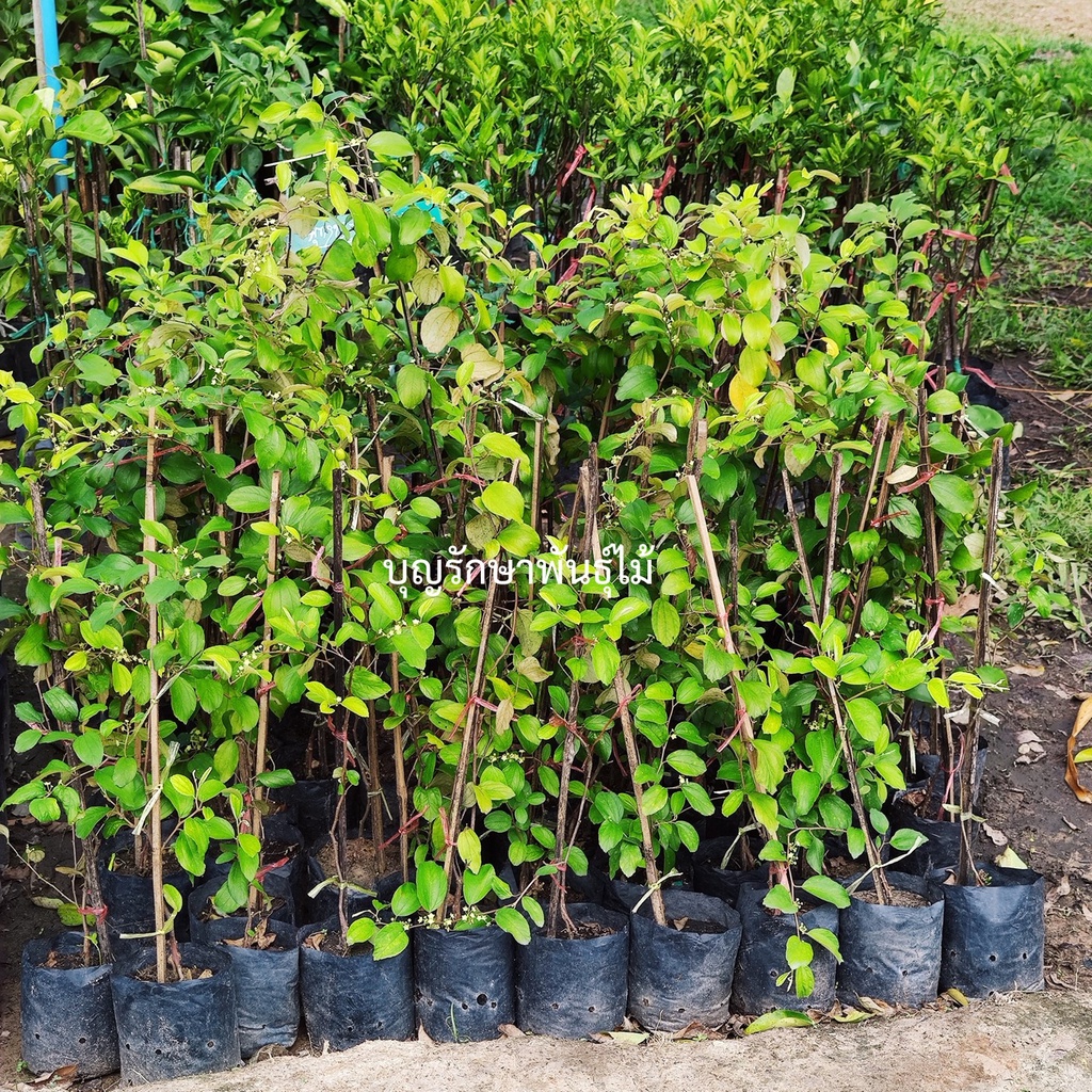 ต้นพุทราซุปเปอร์จัมโบ้ ทาบกิ่งสูง50-60cm ให้ผลไว - รูปที่ 2