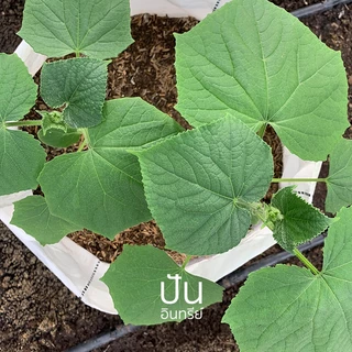 🥒 เมล็ดผักนำเข้า แตงกวา แตงกวายาว แตงกวาญี่ปุ่น Long Cucumber (Organic Seed) ลูกยาว ไม่ตัดต่อพันธุกรรม ปันอินทรีย์