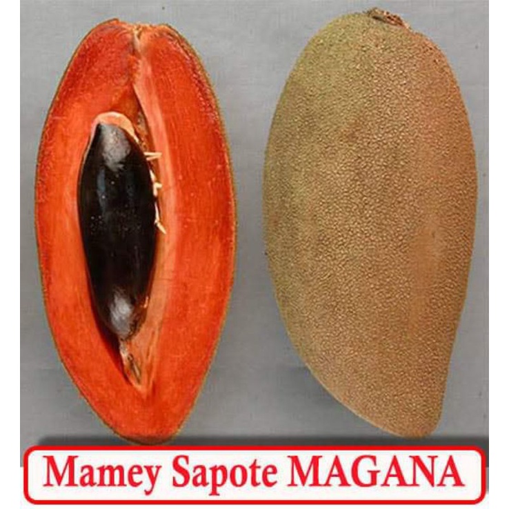 ต้นละมุดยักษ์ mamey sapote สายพันธุ์แท้ Magana ความสูง 40-70ซม. ไม่รวมกระถาง  ราคาต้นละ 1159บาท เมล็ดนำเข้ามาเพาะในไทย
