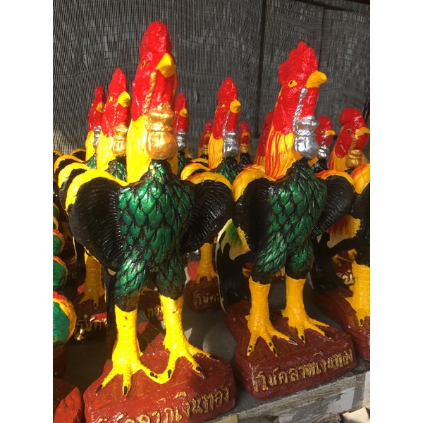 ไก่ชน ไก่แก้บน ไก่งานปูน สูง24-30 -36 เซน (9-12.5 -14 นิ้ว) พร้อมส่ง*ประกันแตกหัก