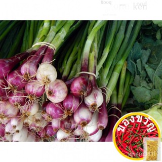 Thigh100 SCARLET BANDIT BUNCHING ONION Red Allium Cepa เมล็ดผักขิง/สัดัด/seeds/ ไม้จันทน์ 4GJF