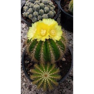 โนโต แคคตัส Notocactus magnificus v. warasii กระถาง 2 นิ้ว