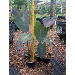 colocasia black magic var เเบล็กเมจิก กลาย ใบสวย สูง55-70cm. ในกระถาง6นิ้ว