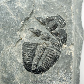 [อายุกว่า 505 ล้านปี!!!] #229 ฟอสซิล ไทรโลไบต์ Elrathia Kingi Trilobite ของแท้ ขนาดเล็ก บน Matrix จาก USA