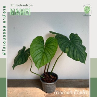 ฟิโล มามีอาย |ฟิโลเดนดรอน มามีอาย| Philodendron Mamei ไม้สะสม ไม้ประดับ