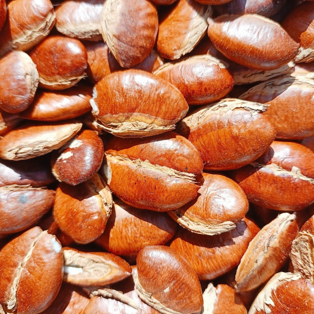 เม็ดกระบก สวยๆผ่าใหม่ๆ มีทั้งแบบคั่วและตากแห้ง - รูปที่ 3