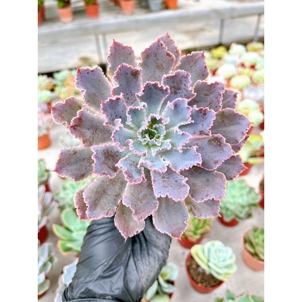 Echeveria Neon Brackger ต้นใหญ่มากอัพกระถางขึ้นเป็น 6 นิ้วได้เลย