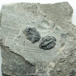 [อายุกว่า 505 ล้านปี!!!] #194 ฟอสซิล ไทรโลไบต์ Elrathia Kingi Trilobite ของแท้ ขนาดเล็ก บน Matrix จาก USA